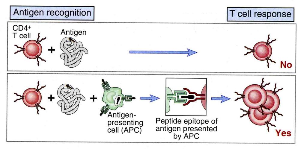 HLA molecules enable antigen presentation to the