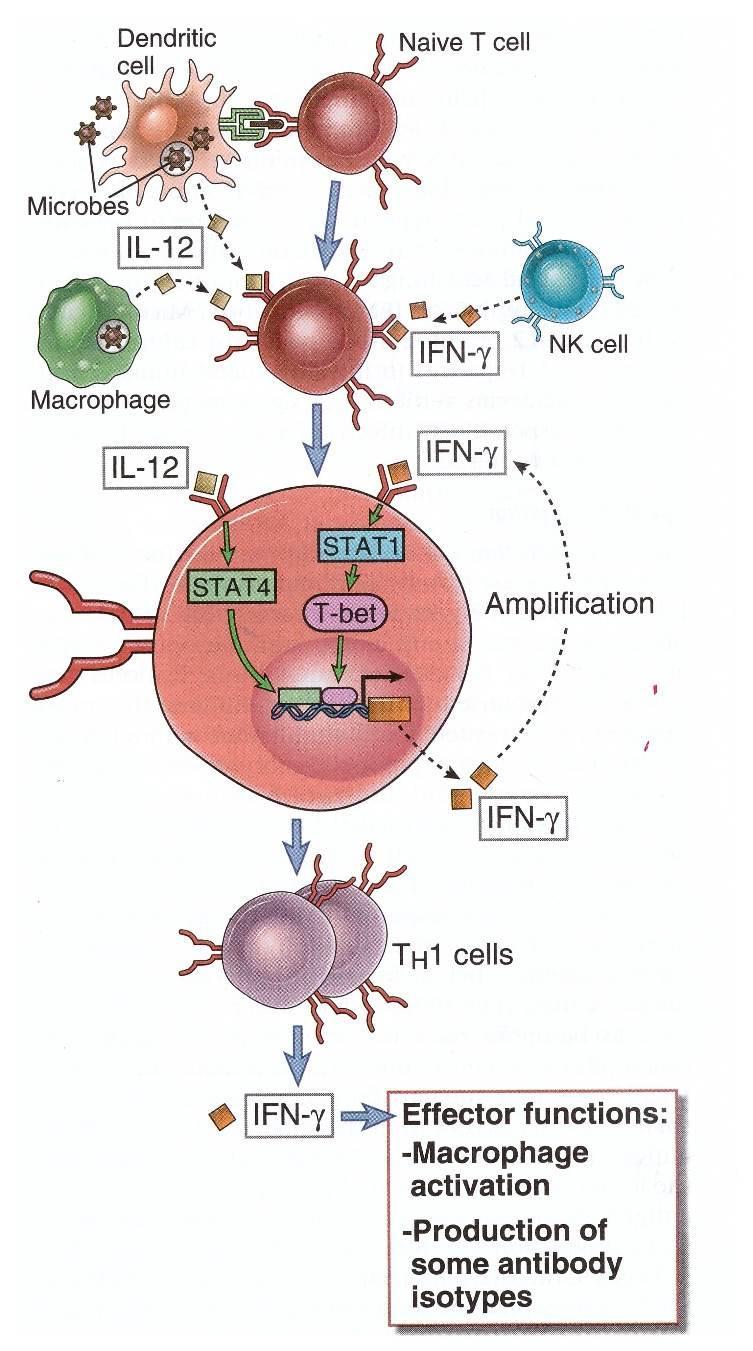 Th1 differentiation by IL-12 and IFN-γ