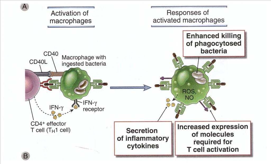 Macrophage differentiation by
