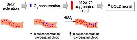 Blood-oxygenation level dependent (BOLD)