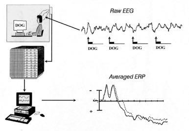 Average EEG signals around some stimulus event to create the