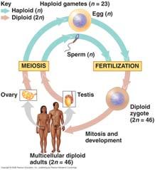 Mitosis & 4 5 Form of cell division that leads to non-identical daughter cells with one-half the complement of DNA Forms gametes Reproductive cells (sperm cells & egg cells) Haploid (n) Contains only