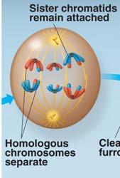chromosomes are split up Homologous chromosomes drawn to opposite poles of cell Cohesins broken down along chromatid arms Still doubled -