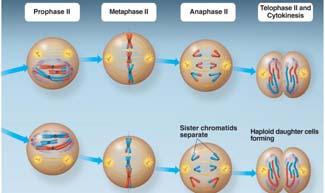 8 1: Homologous Chromosomes Separate Telophase 1 Chromosomes at poles of cell Two daughter nuclei begin to form in the cell Chromosomes