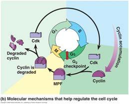 to activate them Cyclin-dependent kinases (Cdks) 27 Internal Signals Control at the G2 checkpoint MPF (maturation-promoting factor) Initiates mitosis by phosphorylating many proteins Phosphorylates