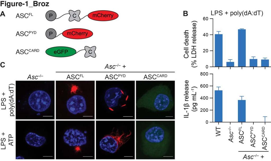 The ASC-PYD is sufficient to form filaments in cells ATP