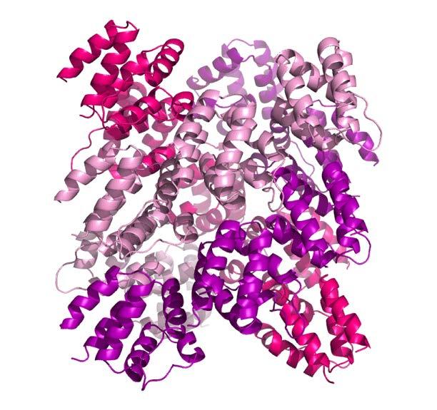 Structure of the mouse ASC PYD