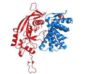 The GSDMD protein family N 30 kda C 53 kda protein, consisting of two domains (GSDMD