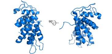 the ill-characterized gasdermin protein family (6 human / 10 murine members) All members