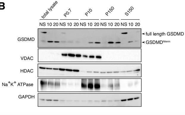 GSDMD Nterm targets cellular membranes GSDMD VDAC (mitochondria) HDAC (nucleus) Na+K+ ATPase (plasma membrane) GAPDH