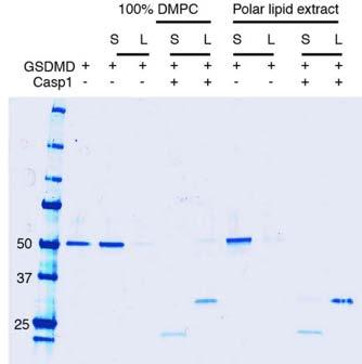 GSDMD Nterm targets liposomes in vitro GSDMD Nterm targets liposomes after