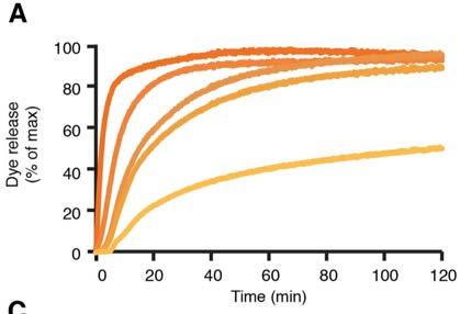 GSDMD Nterm lyses liposomes in vitro GSDMD Nterm induces dye release from liposomes