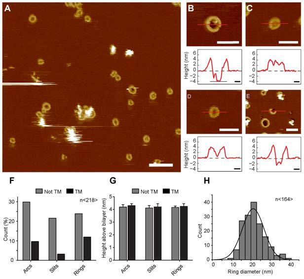 Atomic force microscopy analysis of GSDMD pores Pore formation by GSDMD
