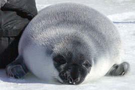 (rare in US waters) Hooded seal (rare in US waters)