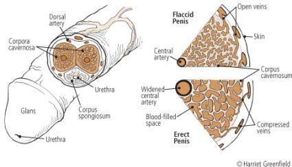 Sinusoidal Anatomy Flaccid Penis Erect
