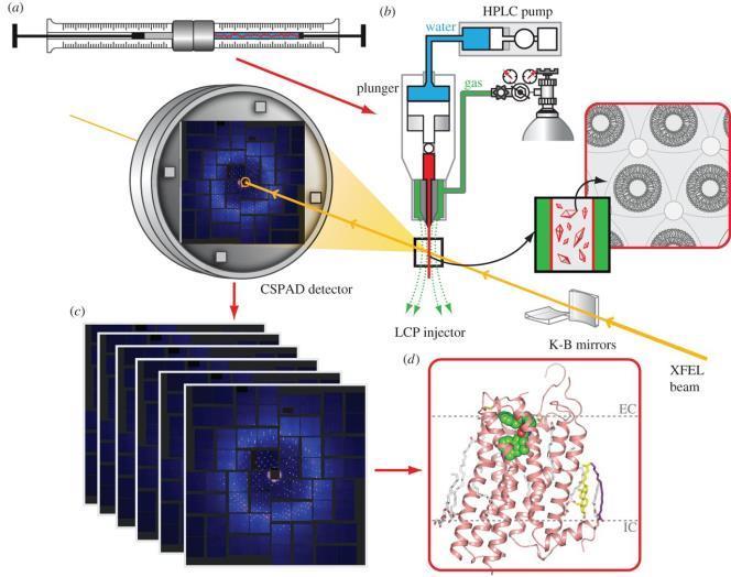 serial femtosecond crystallography (SFX) lipidic cubic phase (LCP) injector