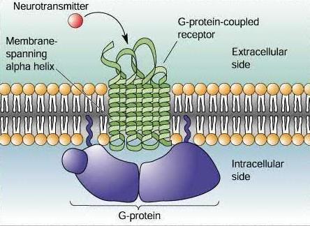 G protein-coupled receptors (GPCRs) largest family of cell surface proteins 7 transmembrane helices mediate cellular communication / signal transmission: ligand binding > conformational change (GEF)