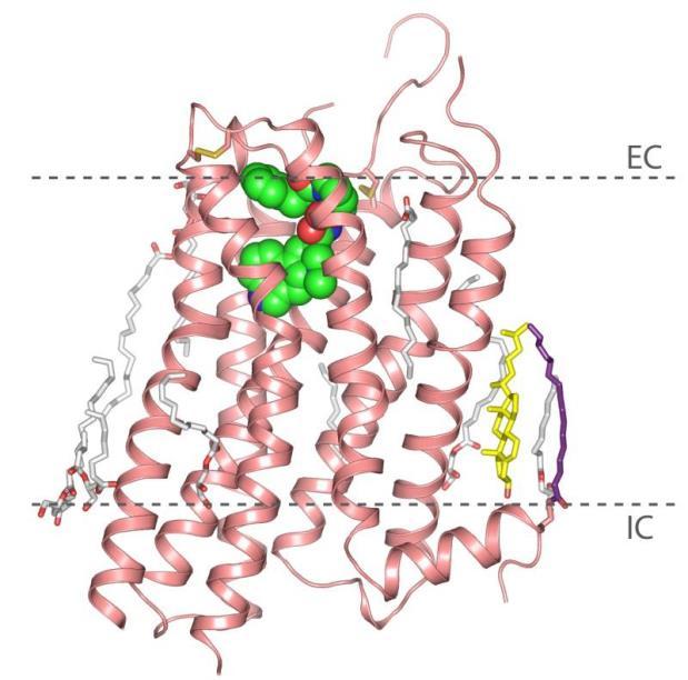 human serotonin 5-HT 2B-XFEL receptor XFEL structure N-term ergotamine