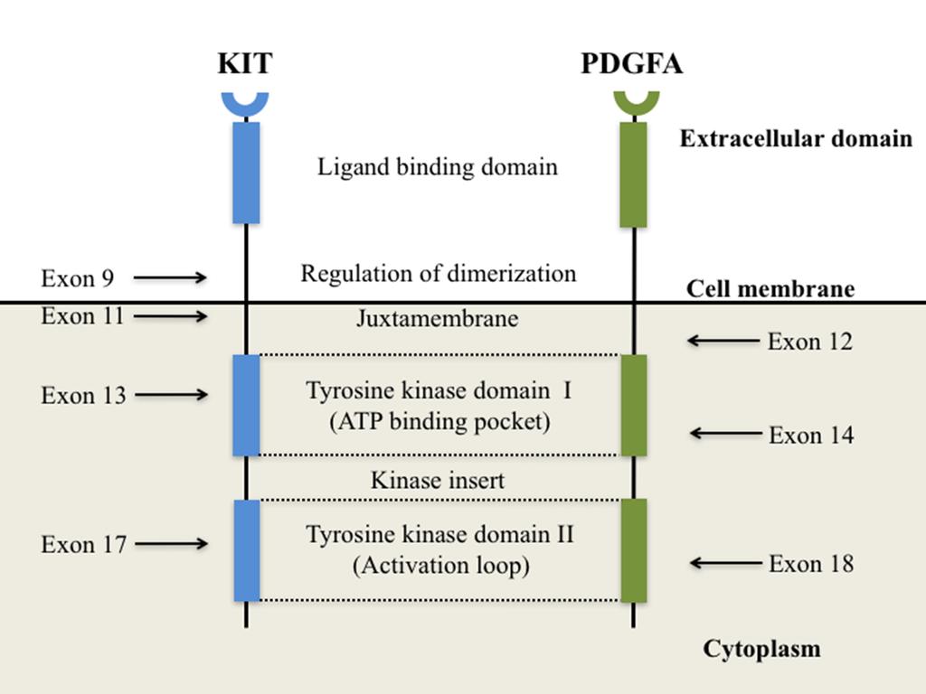 Figure 2. Structure of KIT and platelet- derived growth factor receptor alpha (PDGFRA).