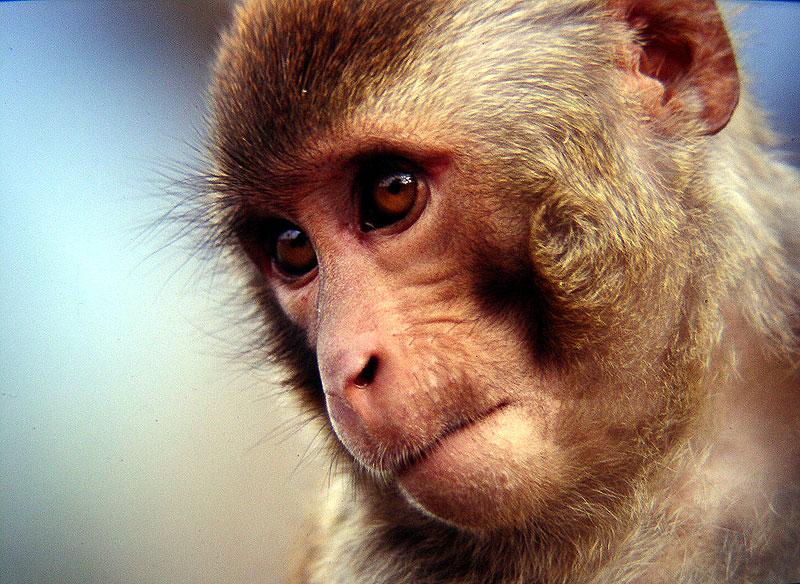 What are mirror neurons? Mirror neurons are a population of neurons in macaques that respond to two things: 1. 2.