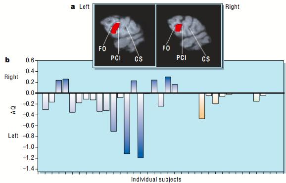 Language area homologs in chimpanzee cortex? The homologue of Broadmann area 44 in non-human primates (20 chimpanzees, 5 Bonobos, and 2 Gorillas) also seems to show a left>right asymmetry.