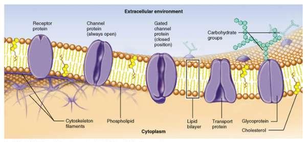 PROTEINS Embedded in the bilayer Serve as channels & pumps