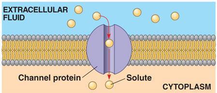 FACILITATED DIFFUSION Facilitated Diffusion: Diffusion of through large molecules a