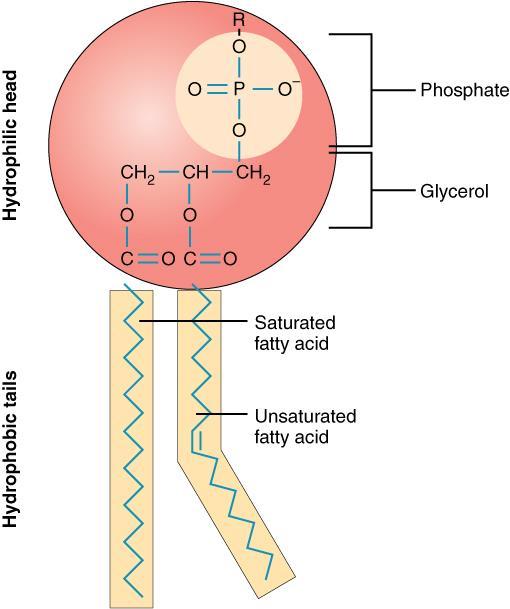 Cell Membrane in a Nutshell (187-190) Made mainly of phospholipid & proteins Hydrophobic tails of