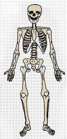 The human skeleton contains 206 bones! Bone Activity 3: Salt Dough Skeletons The 206 bones of the human skeleton are supported by cartilage and muscles that work together to help you move.