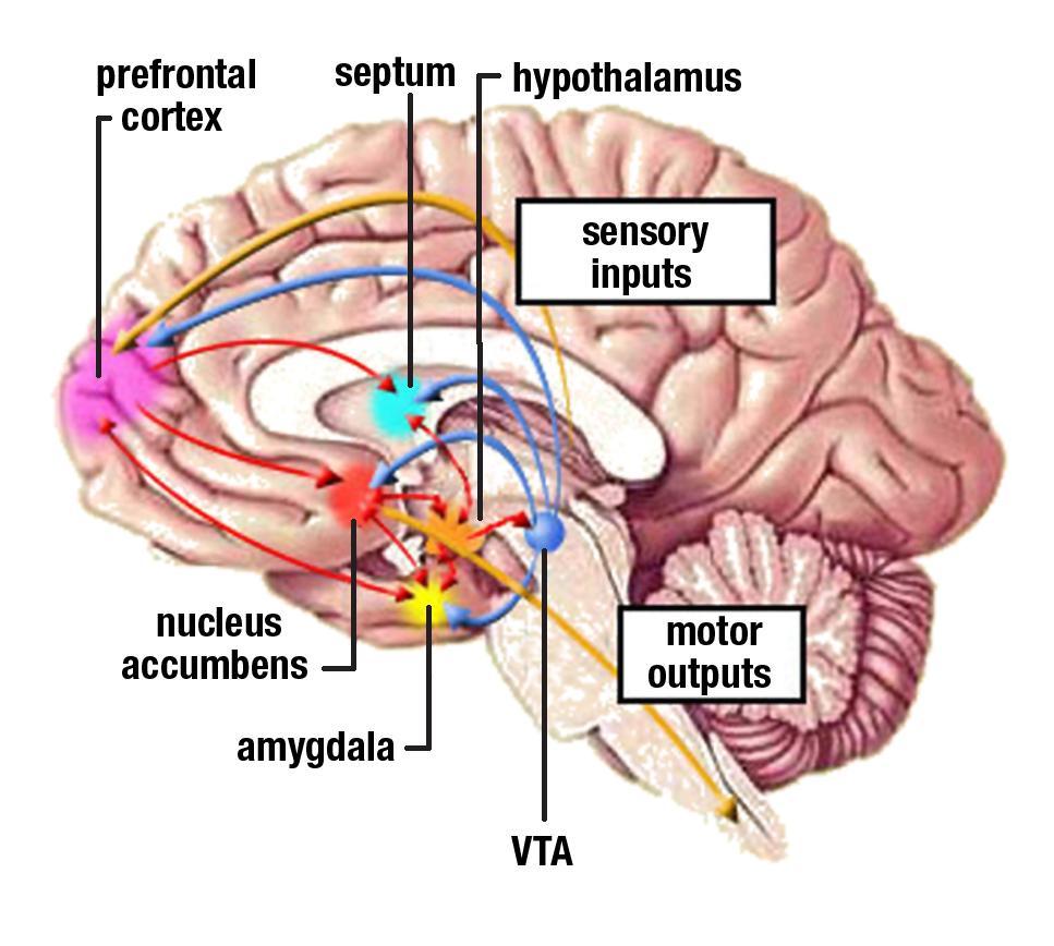 Reinforces the behaviours by which we satisfy our fundamental needs Hypothalamus