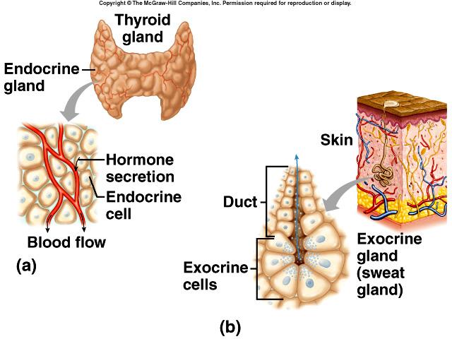 Endocrine glands are ductless Exocrine glands have ducts Chapter 13 Endocrine System 1 Endocrine System composed of cells, tissues and organs that secrete substances into the internal environment
