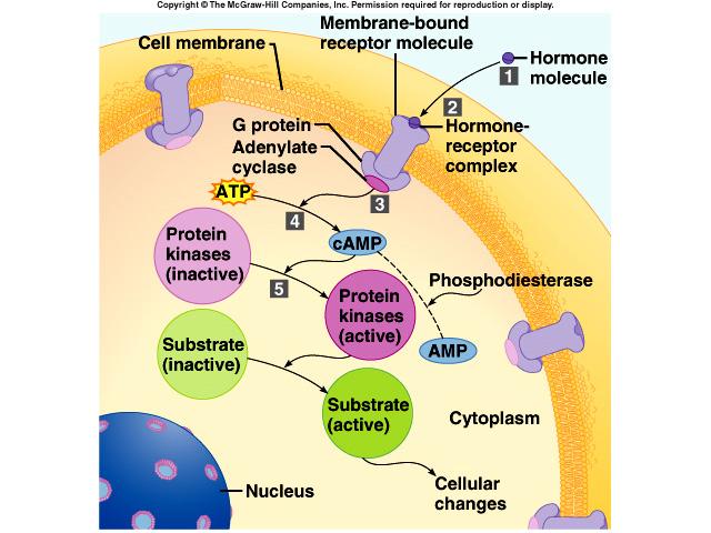 enters cytoplasm to direct synthesis of protein Actions of Non-steroid Hormones hormone binds to receptor on