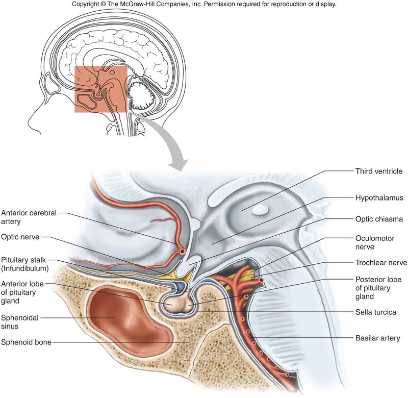 Pituitary Gland Attached to the hypothalamus by the