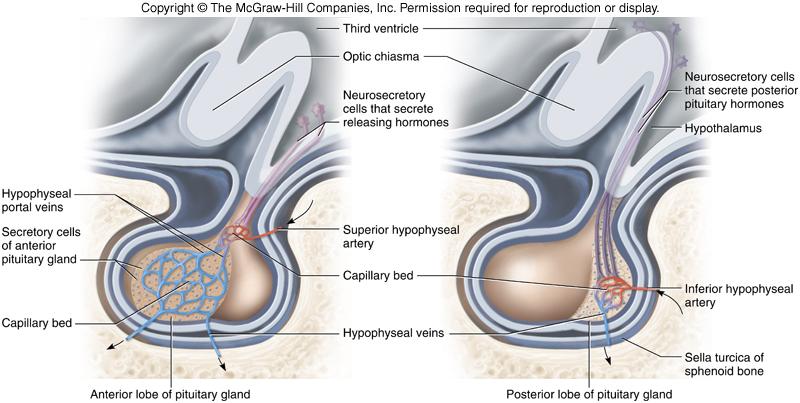 (adenohypophysis) posterior pituitary (neurohypophysis)