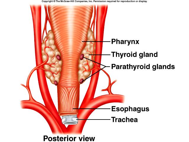 Parathyroid Glands Parathyroid Hormone Located on the
