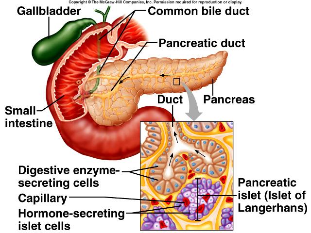 26 Pancreas