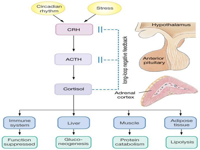 Cortisol Raises Blood Glucose Cortisol effects - Immune & stress GLUCONEOGENESIS, especially by liver Protein breakdown of muscle liberates amino acids for making glucose Fat breakdown.