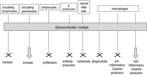 Glycerol backbone used for gluconeogenesis Inhibition of glucose uptake by muscle and adipose cells Cortisol has many mechanisms to survive stress trauma, blood loss, temp extremes, infection: Raises