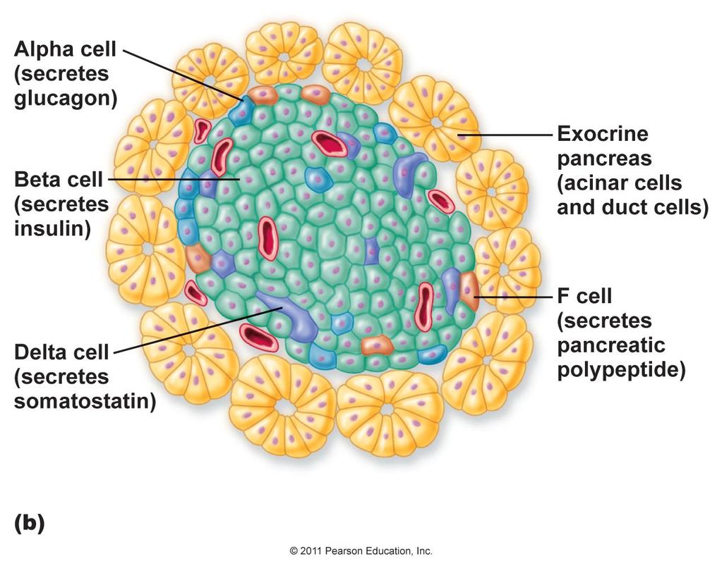 Endocrine Pancreas = ilslets Islets of Langerhans Glucagon, Insulin, Somatostatin, Pancreatic Peptide PANCREAS α-cells (17%) secrete Glucagon β-cells (70%) secrete insulin