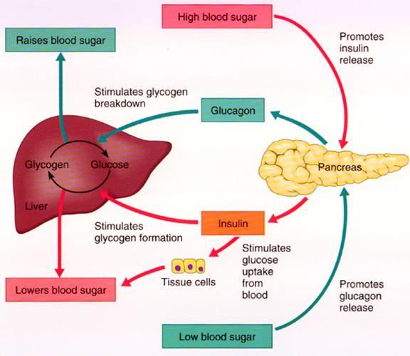 Glucagon. Makes LIVER break down glycogen into glucose, raising blood sugar.