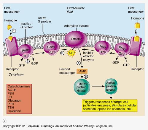 Water soluble hormones & 2 nd messengers: camp Water soluble hormones bind to surface receptors, that activate a G protein.
