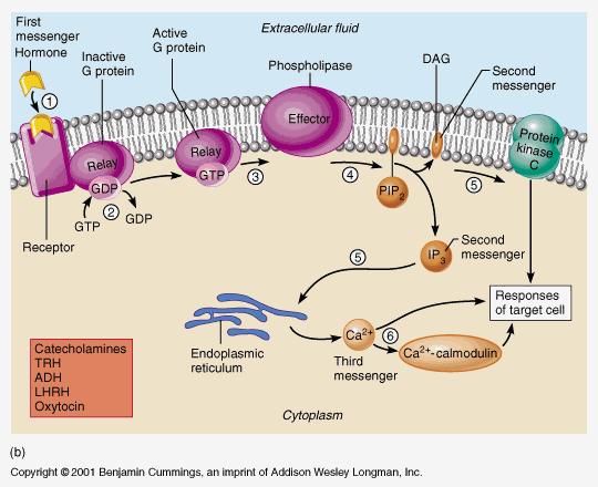 Adenylate cyclase catalyzes conversion of ATP into the 2nd messenger, camp (cyclic AMP) camp activates the enzyme, protein kinase, which can phosphorylate (add a