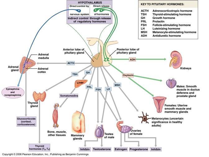 All Pituitary Hormones Feedback Control of Pituitary Hormones The pituitary and hypothalamus have receptors for each of the hormones produced.