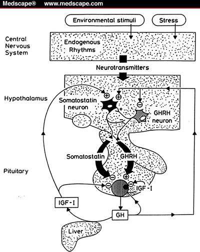Hypoglycemia stimulates GHRH Low glucose (hypoglycemia) stimulates hypothalamus to