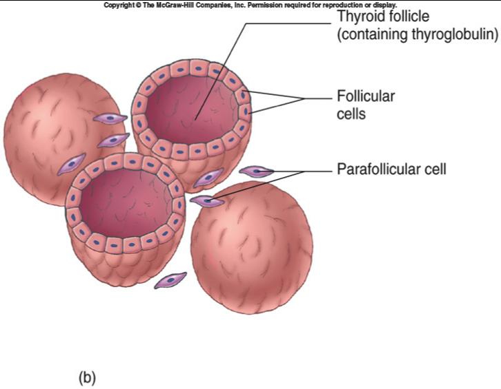 T4 (Thyroxine) & T3 TRH, THS, T3, T4 THYROID Follicular cells surround a lumen filled