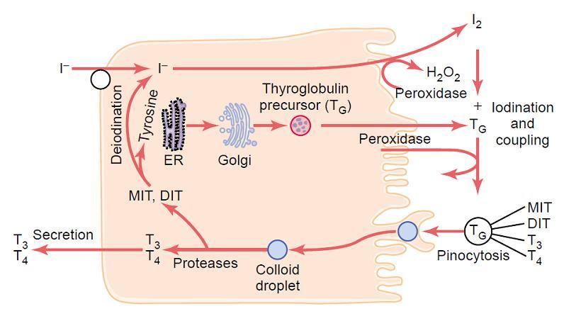 Follicular cells synthesize thyroglobulin (TGB), which contains tyrosine, in RoughER, modify in golgi,