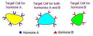 A cell is a target because is has a specific receptor for the hormone Most hormones circulate in blood, coming into contact with essentially all cells.