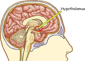 Hypothalamus Located in the dienchephalon of the brain.