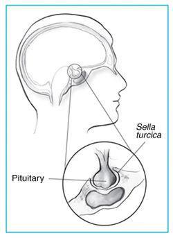 Pituitary Gland Suspended from the floor of the