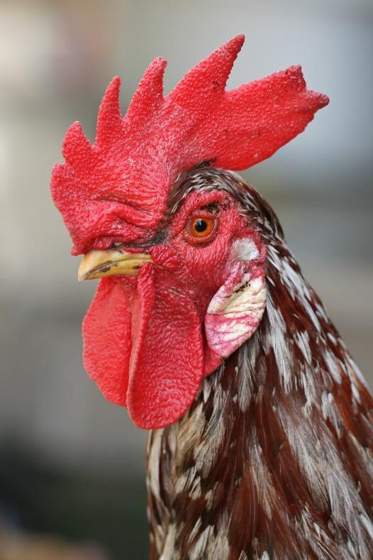 Bethold found that a rooster's comb is an androgen-dependent structure. Following castration, the comb atrophies, aggressive male behavior disappears, and interest in the hens is lost.
